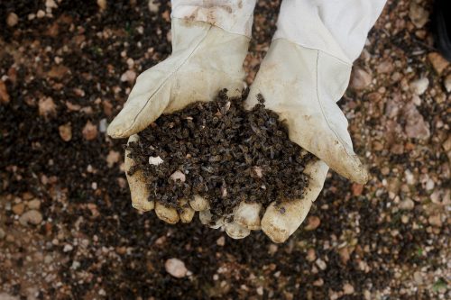 Un apicultor sujeta un puñado de abejas muertas